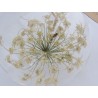 Wild Carrot decorative glass ball | Madame Framboise