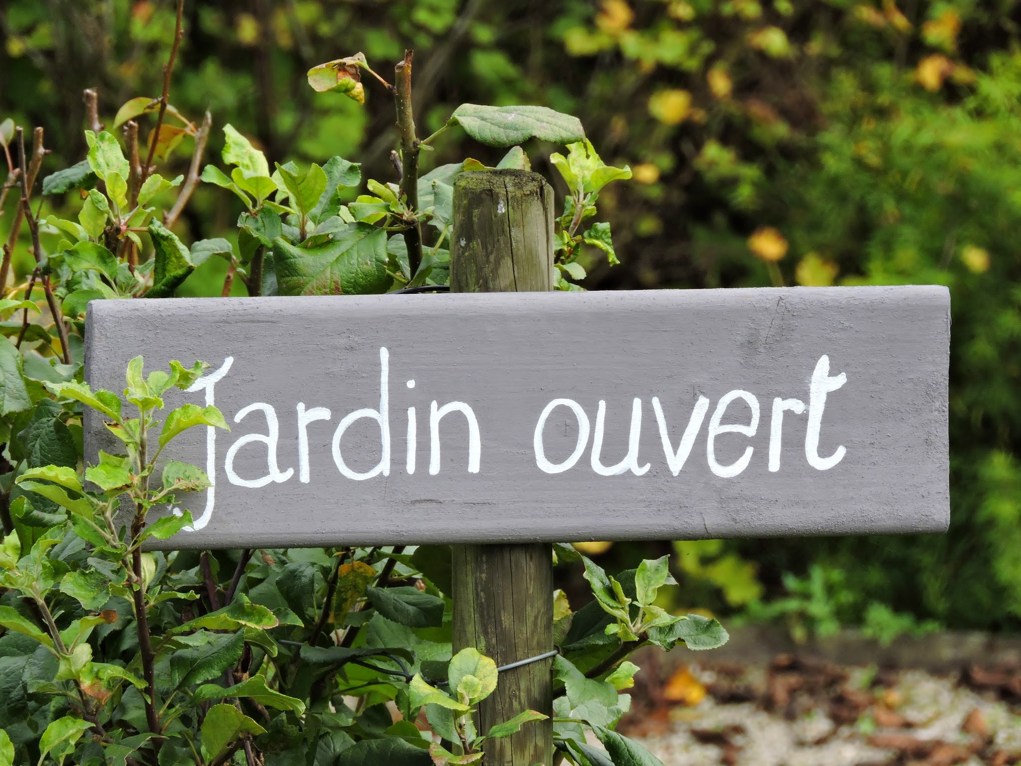 Jardin ouvert - Madame Framboise